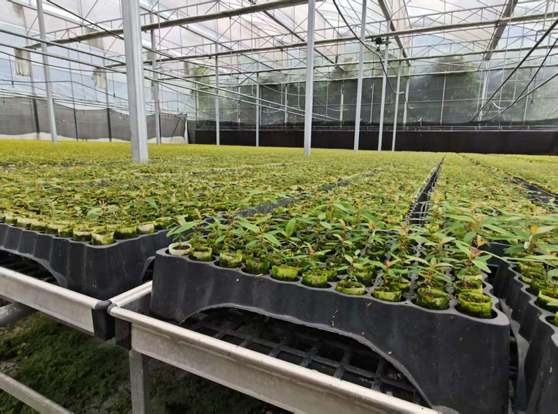 西江所林木繁育苗圃