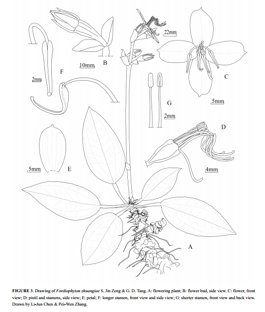 我院博士研究生发现野牡丹科植物新种